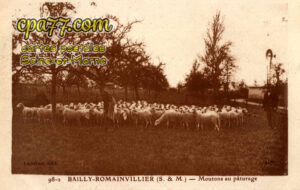Bailly Romainvilliers (Seine-et-Marne) - Moutons au pâturage