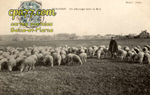 Beauvoir (Seine-et-Marne) - Un pâturage dans la Brie