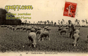 Chailly En Bière (Seine-et-Marne) - Moutons en plaine