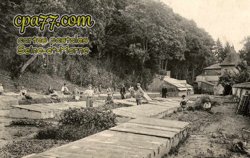 Champagne Sur Seine (Seine-et-Marne) - Œuvre des Pupilles de l&rsquo;Ecole Publique de Seine et Marne – Les Pressoirs-du-Roi – Culture des Primeurs