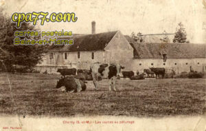 Charny (Seine-et-Marne) - Les vaches au pâturage (en l&rsquo;état)
