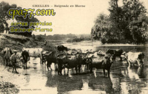 Chelles (Seine-et-Marne) - Baignade en Marne
