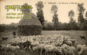 Chelles (Seine-et-Marne) - Les Moutons au Pâturage
