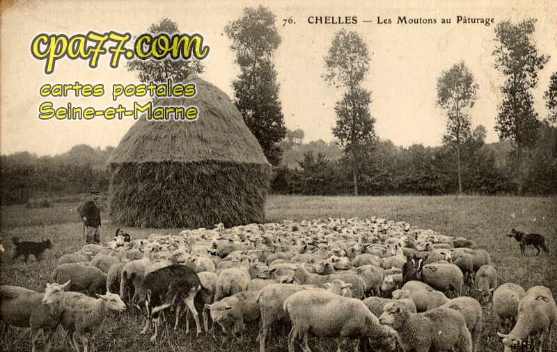 Chelles (Seine-et-Marne) - Les Moutons au Pâturage
