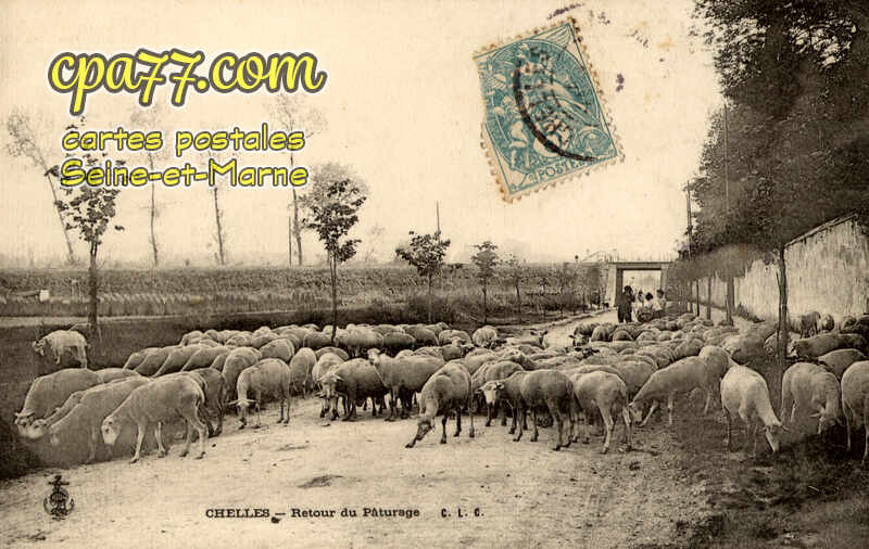 Chelles (Seine-et-Marne) - Retour du Pâturage