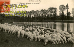 Chelles (Seine-et-Marne) - Troupeau au bord de la Marne