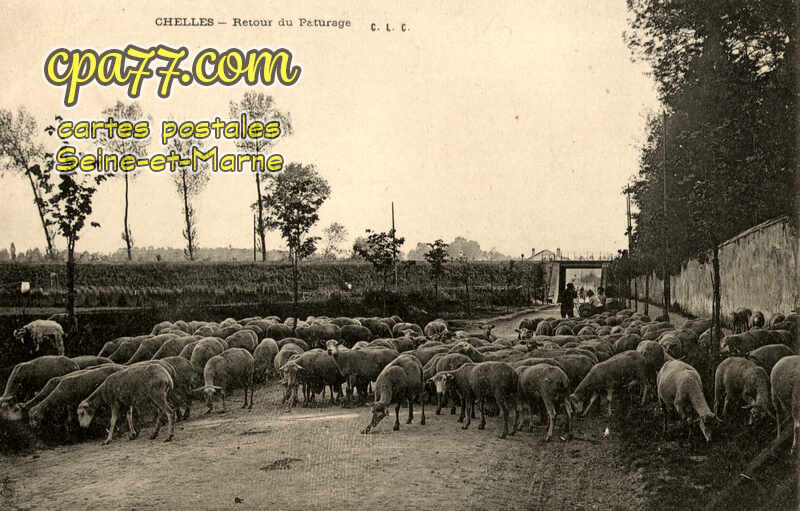 Chelles (Seine-et-Marne) - Retour du Pâturage