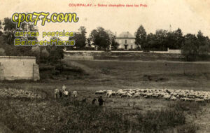 Courpalay (Seine-et-Marne) - Scène champêtre dans les Prés