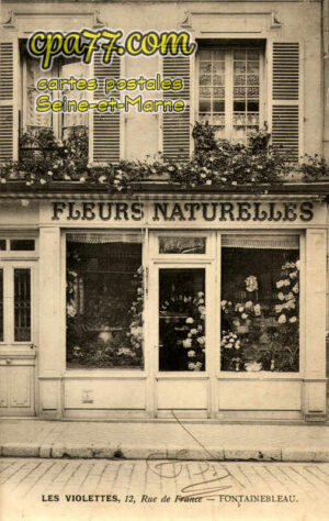 Fontainebleau (Seine-et-Marne) - Les Violettes