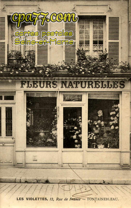 Fontainebleau (Seine-et-Marne) - Les Violettes