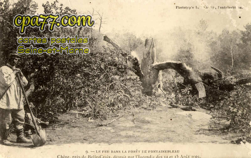Fontainebleau (Seine-et-Marne) - Chêne, prés de Belle-Croix, détruit par l&rsquo;incendie des 14 et 15 Août 1904