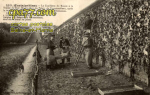 Fontainebleau (Seine-et-Marne) - La ceuillette du raisin à la Treille du Roy dans le Parc du Palais de Fontainebleau, après la vente aux enchères par l&rsquo;Administration des Domaines. Cette treille plantée sous Louis XV a 1400 mètres de longueur.