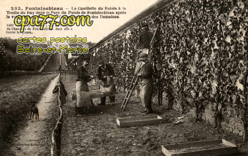 Fontainebleau (Seine-et-Marne) - La Cueillette du Raisin à la Treille du Roy dans le Parc du Palais de Fontainebleau après la vente aux enchères par l&rsquo;Administration des Domaines