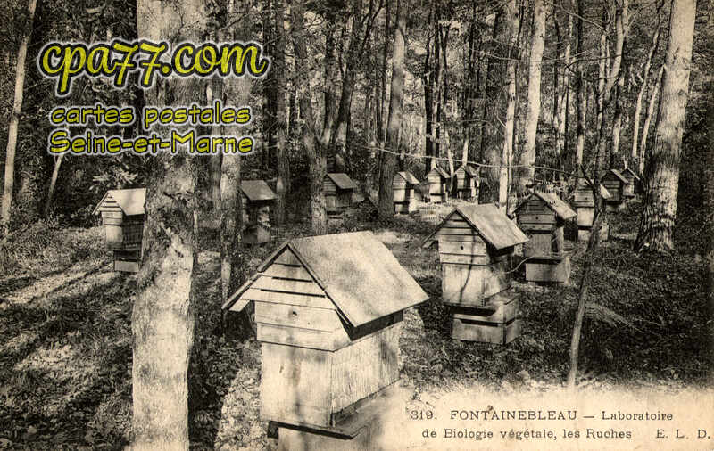 Fontainebleau (Seine-et-Marne) - Laboratoire de Biologie végétale, les Ruches