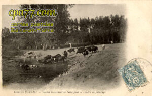 Gravon (Seine-et-Marne) - Vaches traversant la Seine pour se rendre au pâturage