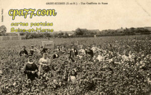 Grisy Suisnes (Seine-et-Marne) - Une Cueillette de Roses