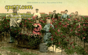 Grisy Suisnes (Seine-et-Marne) - Une cueillette de Roses