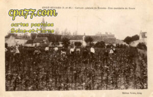 Grisy Suisnes (Seine-et-Marne) - Culturre spéciale de Rosiers – Une cueillette de Roses