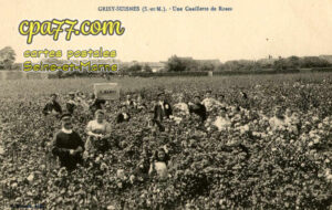 Grisy Suisnes (Seine-et-Marne) - Une cueillette de Roses