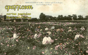 Grisy Suisnes (Seine-et-Marne) - Culture spéciale de Rosiers – Une cueillette de Roses