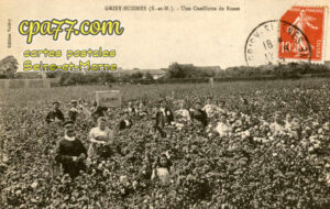 Grisy Suisnes (Seine-et-Marne) - Une cueillette de Roses