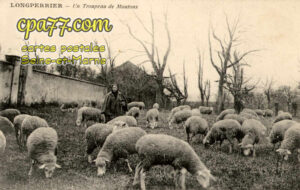 Longperrier (Seine-et-Marne) - Un Troupeau de Moutons