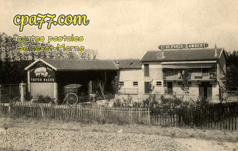 Mary Sur Marne (Seine-et-Marne) - Lambert, porcs en gros, élevage