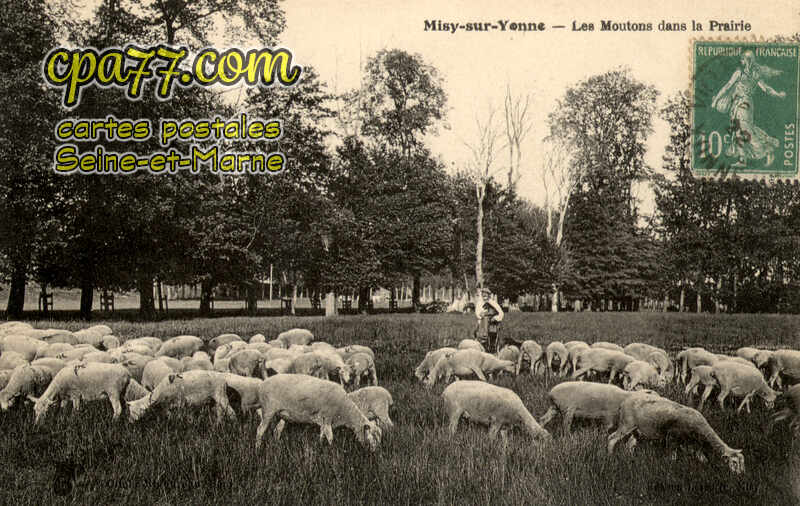 Misy Sur Yonne (Seine-et-Marne) - Les Moutons dans la Prairie