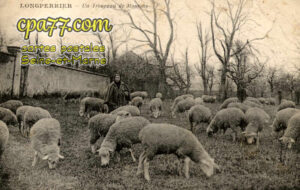 Montgé En Goële (Seine-et-Marne) - Longperrier – Un troupeau de Moutons