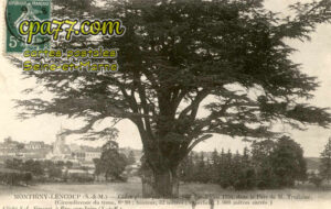 Montigny Lencoup (Seine-et-Marne) - Cèdre planté par Bernard de Jussieu en 1734