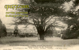 Montigny Lencoup (Seine-et-Marne) - Cèdre planté par Bernard de Jussieu en 1734