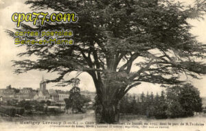 Montigny Lencoup (Seine-et-Marne) - Cèdre planté par Bernard de Jussieu en 1734