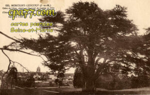 Montigny Lencoup (Seine-et-Marne) - Cèdre du Liban, planté par Bernard de Jussieu en 1734