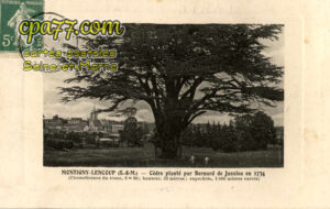 Montigny Lencoup (Seine-et-Marne) - Cèdre planté par Bernard de Jussieu en 1734