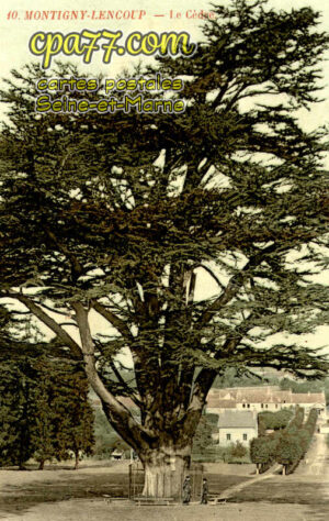 Montigny Lencoup (Seine-et-Marne) - Le Cèdre