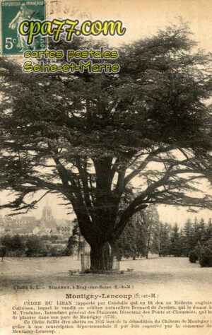 Montigny Lencoup (Seine-et-Marne) - Cèdre du Liban, planté par Bernard de Jussieu en 1734