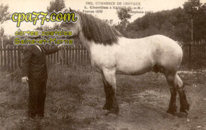 Nangis (Seine-et-Marne) - Commerce de Chevaux – L. Chevillon à Nangis (S.-et-M.)