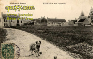 Nemours (Seine-et-Marne) - Rosiers – Vue d’ensemble