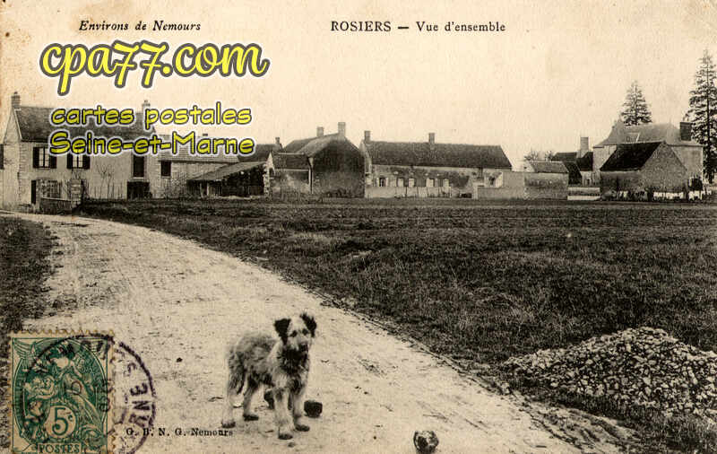 Nemours (Seine-et-Marne) - Rosiers – Vue d&rsquo;ensemble