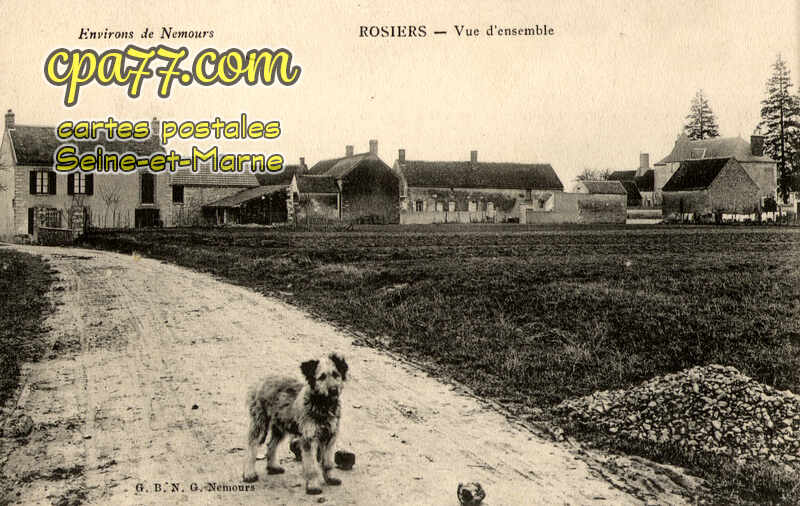 Nemours (Seine-et-Marne) - Rosiers – Vue d&rsquo;ensemble