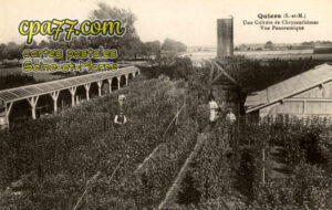Quiers (Seine-et-Marne) - Une Culture de Chrysanthèmes – Vue Panoramique