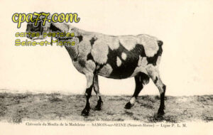 Samois Sur Seine (Seine-et-Marne) - Chèvrerie du Moulin de la Madeleine