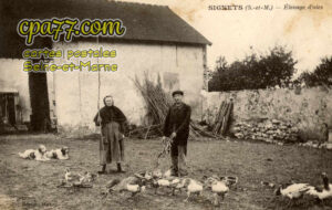 Signy Signets (Seine-et-Marne) - Elevage d&rsquo;oies