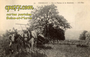 Thorigny Sur Marne (Seine-et-Marne) - Sur le Plateau de la Madeleine