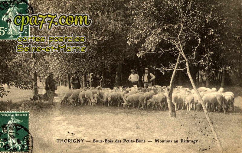 Thorigny Sur Marne (Seine-et-Marne) - Sous-Bois des Petits-Bons – Moutons au Pâturage