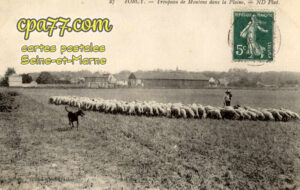 Torcy (Seine-et-Marne) - Troupeau de Moutons dans la Plaine