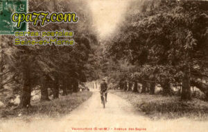 Vaucourtois (Seine-et-Marne) - Avenue des Sapins