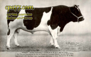 Vincy Manoeuvre (Seine-et-Marne) - « Rinder », taureau Hollandais, n° 10.143 du H.B.H.F., âgé de 5 ans. 1er prix. Prix de Championnat et Prix de Famille au Concours Général Agricile Paris 1928.
